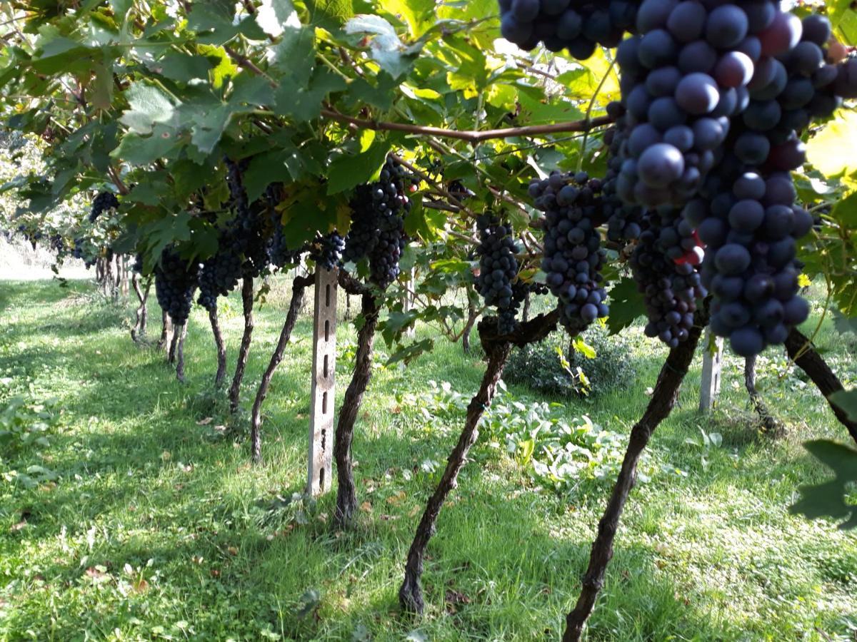 Agriturismo Villa Stella Rivoli Veronese Zewnętrze zdjęcie